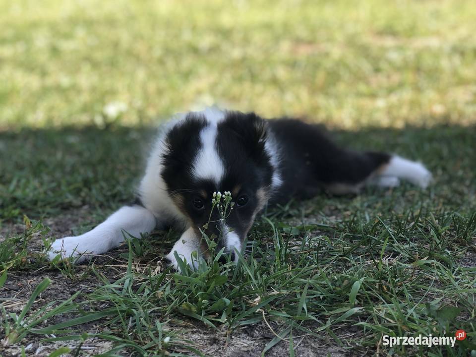 Ayla sheltie suczka tricolor Owczarek