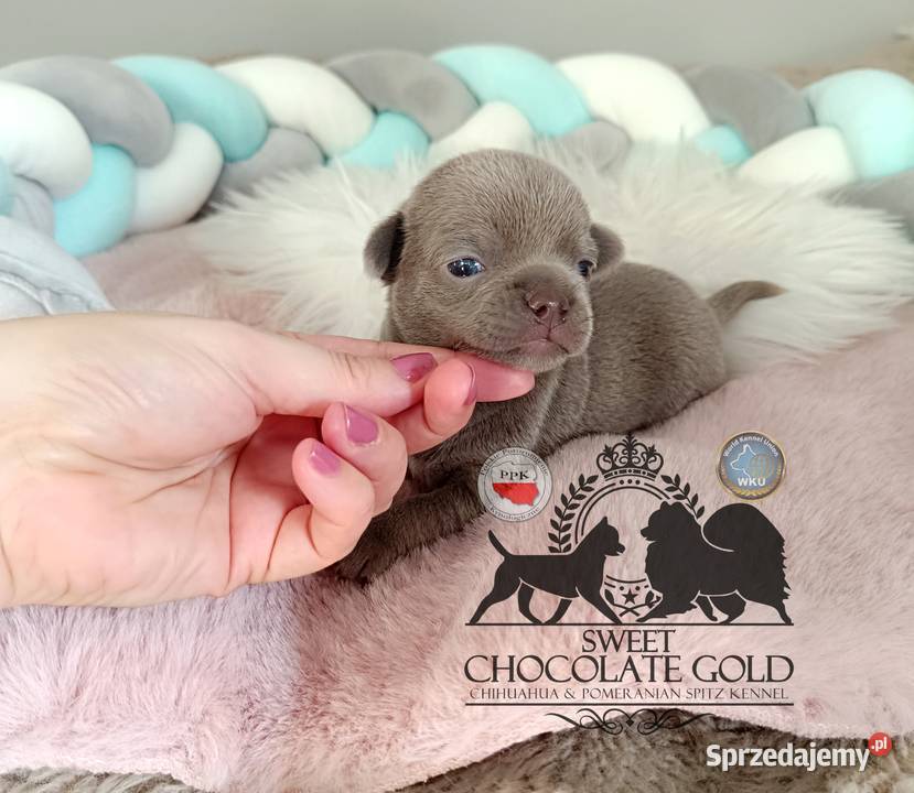 Chihuahua piesek liliowy krótkowłosy piękny Warszawa