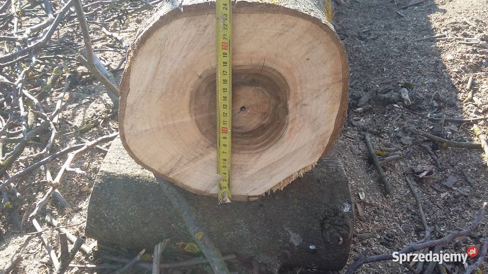 Ścięty orzech sprzedam