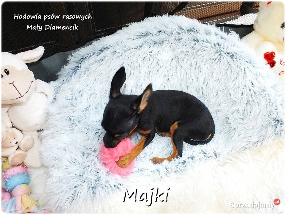 Malutki Piesek MAJKI Pinczer miniaturowy Żary sprzedam