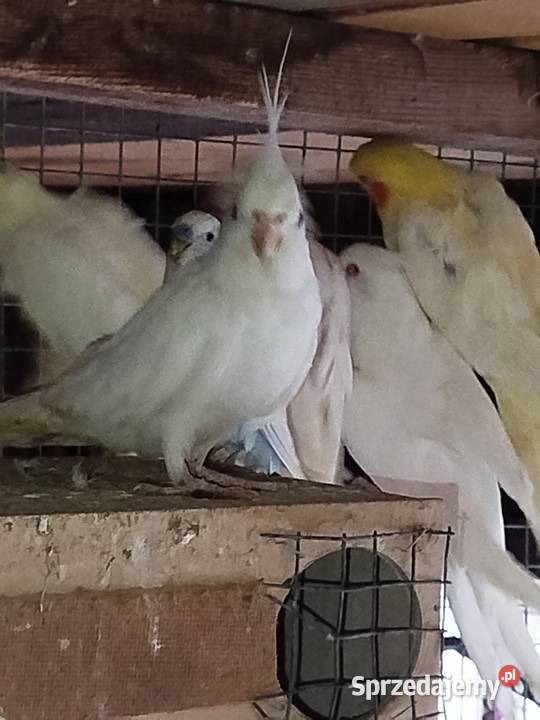 Sprzedam Nimfy Faliste wielkopolskie