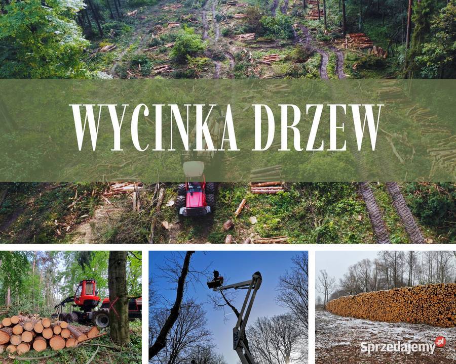 WYCINKA DRZEW ODKUP DREWNA DOKUMENTACJA Woodfast Legnica ogród
