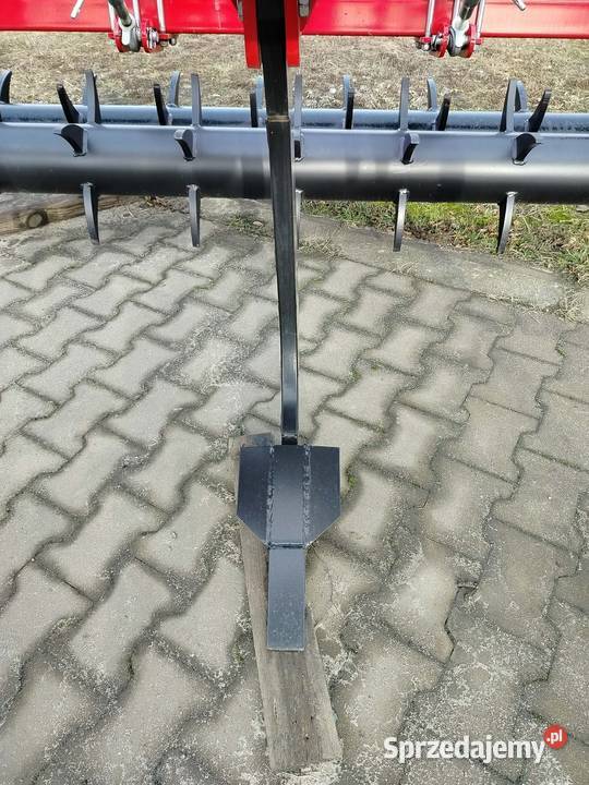 Głębosz 5 łap wielkopolskie Września