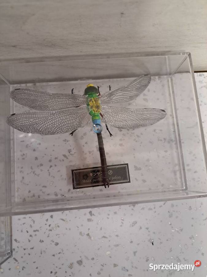 Kolekcja owadów świętokrzyskie