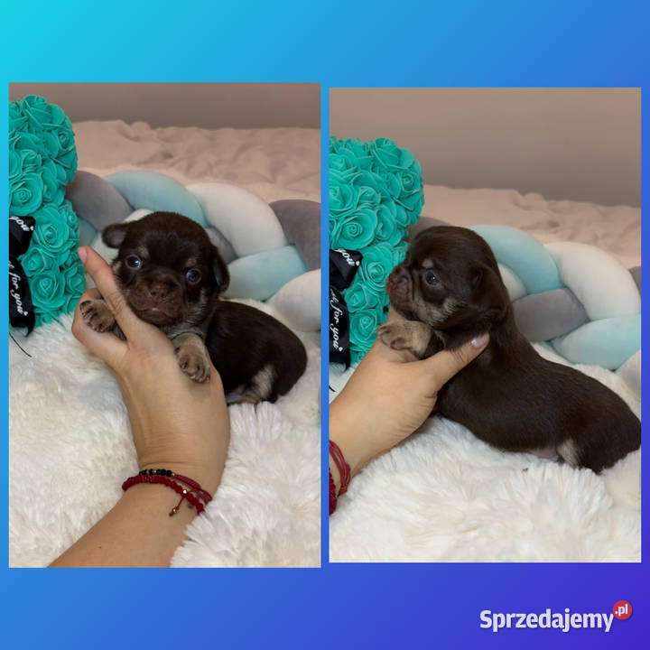 Chihuahua długowłosy piesek choco tan badania Bełchatów
