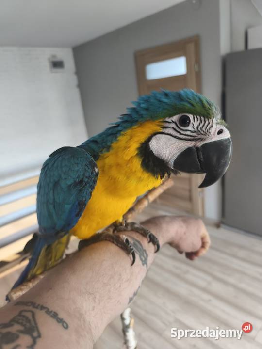 Ara ararauna rk małopolskie Olkusz