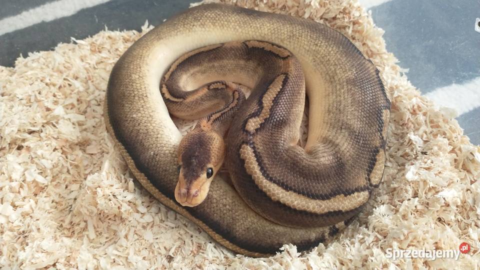 Pyton regius Wąż królewski Samce samice Lublin