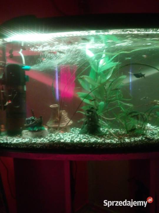 Sprzedam akwarium z rybkami wyposażeniem dolnośląskie sprzedam
