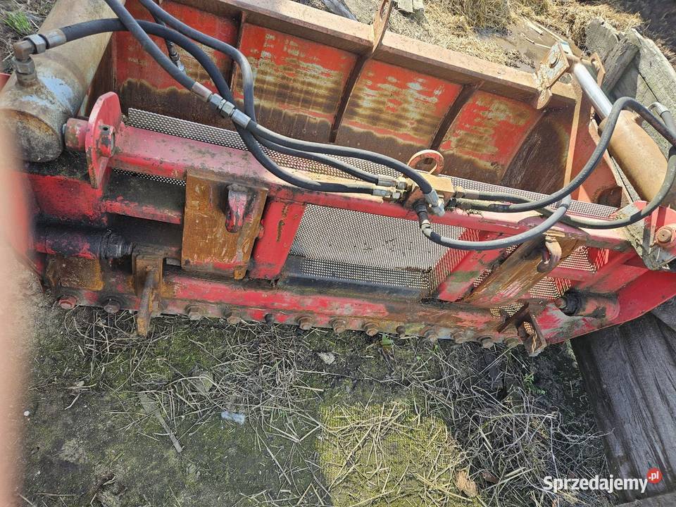 Wycinak szczękowy Krzewata