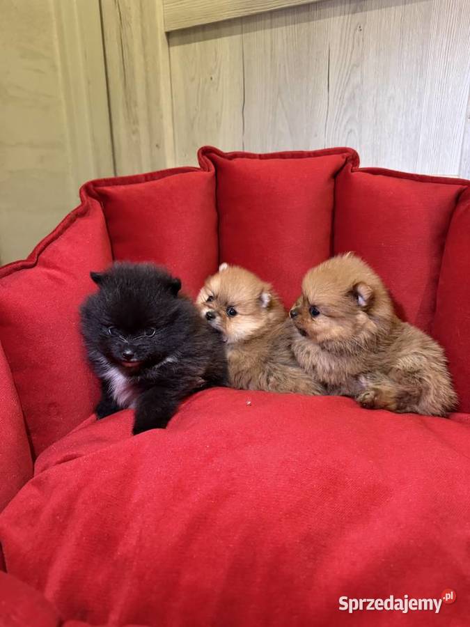 Pomeranian śliczne szczeniaczki Zduńska Wola sprzedam