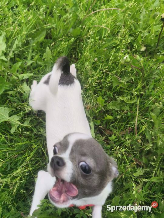 Sprzedam samca chihuahua Chihuahua Kijaszkowo