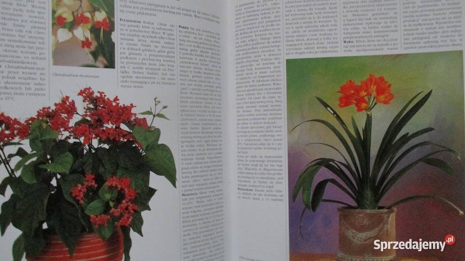 Kwiaty w mieszkaniuNasza przyrodaLeksykon roslin Łódź sprzedam