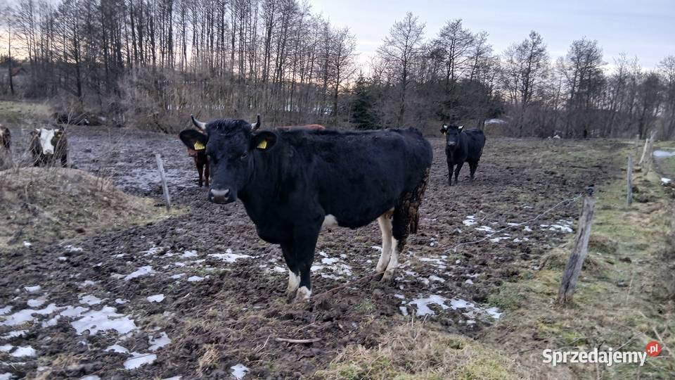 Krowy wysoko cielne Lidzbark Warmiński