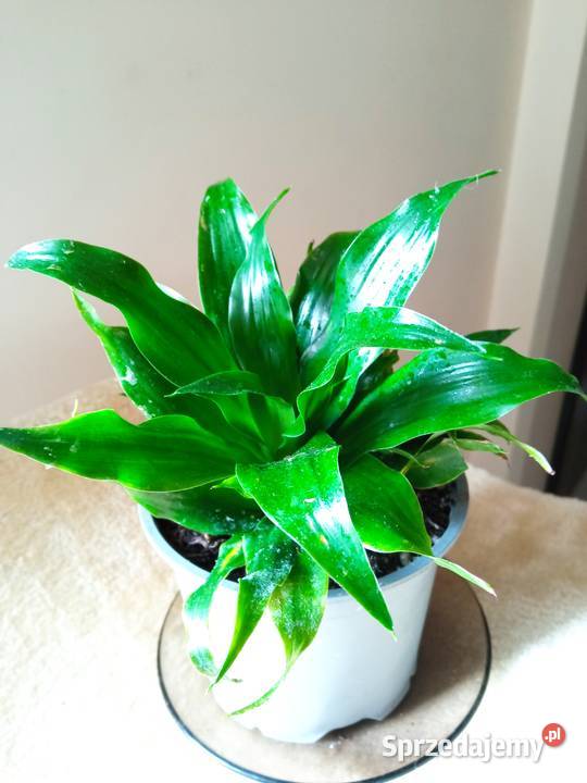 Aloesy kolekcjonerskie i Białystok