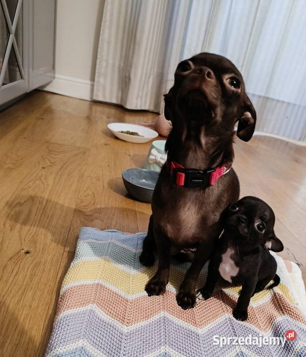 Chihuahau czekoladowy mazowieckie