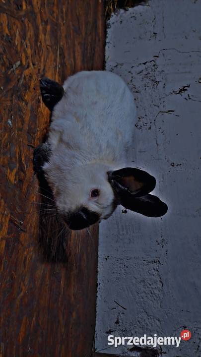 Sprzedam rasowe króliki