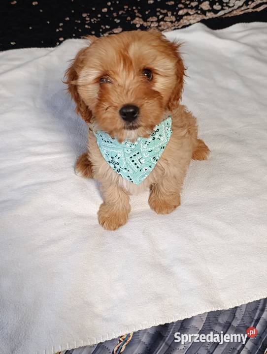 Suczka Cavapoo