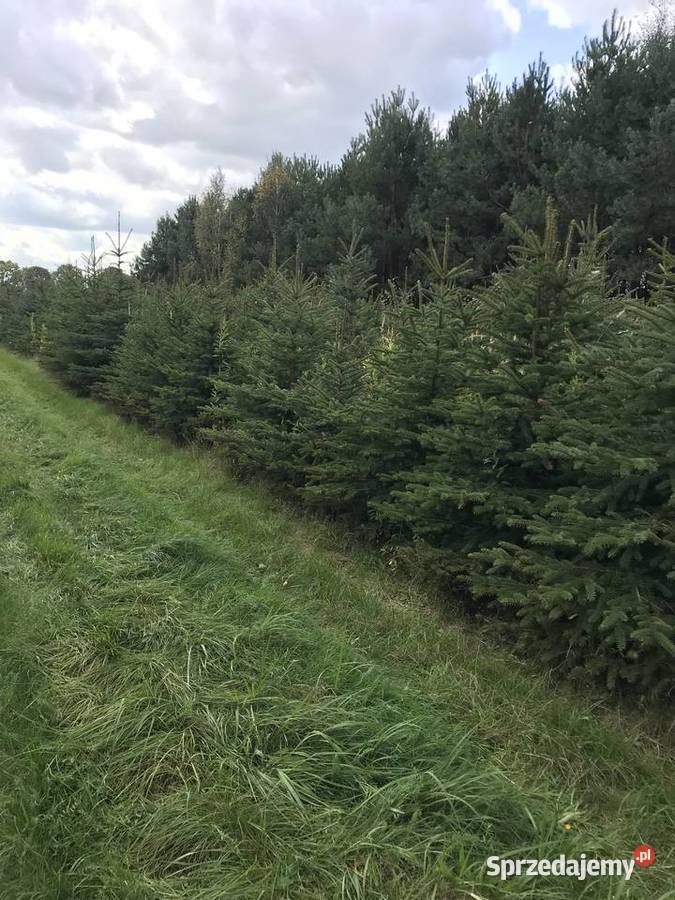 Świerk srebrny likwidacja plantacji Dom i Ogród Lipsko