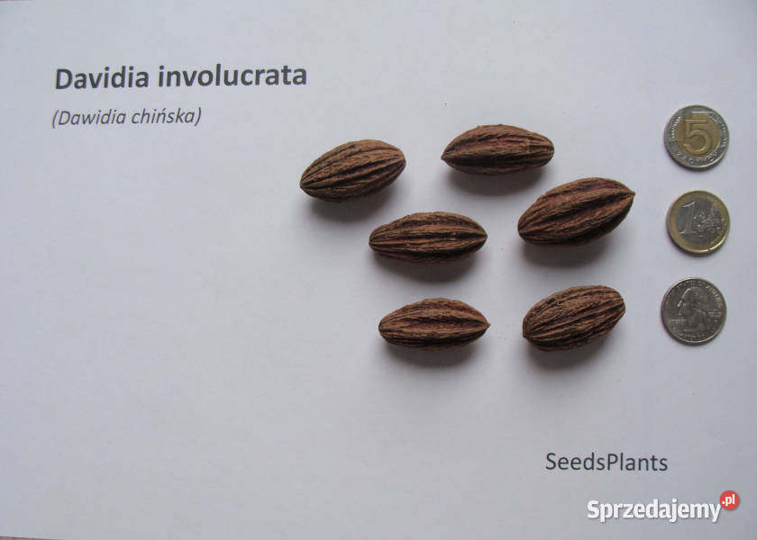 DAWIDIA CHIŃSKA Davidia involucrataNASIONA 20 kujawsko-pomorskie Lubanie