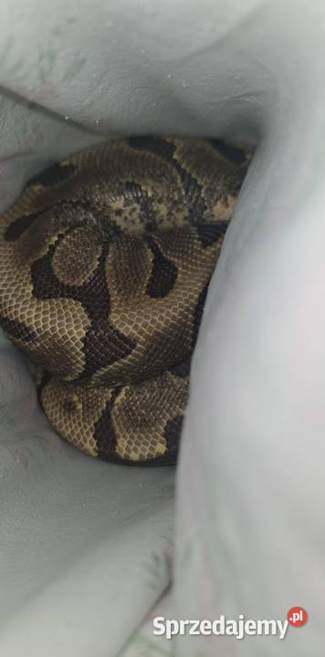 Pyton królewski samce Dorożki