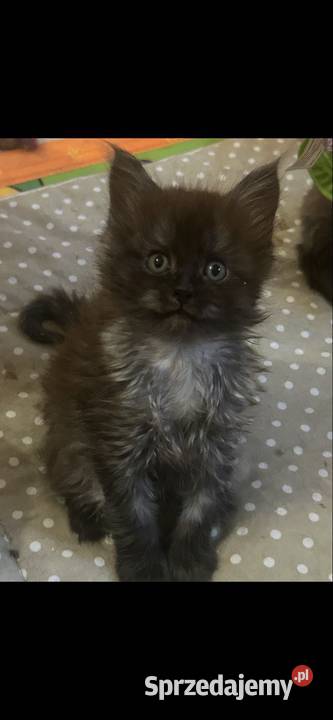 Maine coon dymny Grudziądz