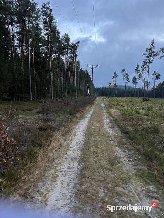 Mulczowanie wycinka drzew i zakrzaczeń Strawczyn