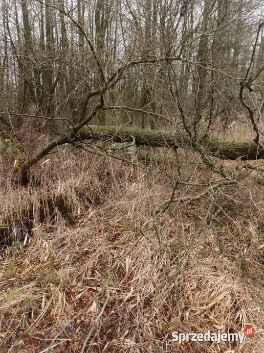 Olszyna drewno sprzedam mazowieckie Jasionka