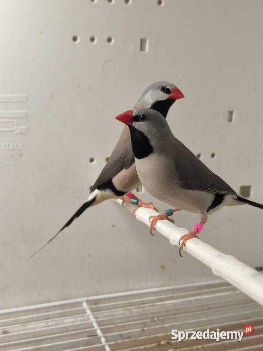 Amadyny Ostrosterne Różne Mutacjr Mielec