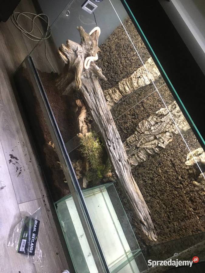 Boa Cesarski Sharp Albino Goleniów