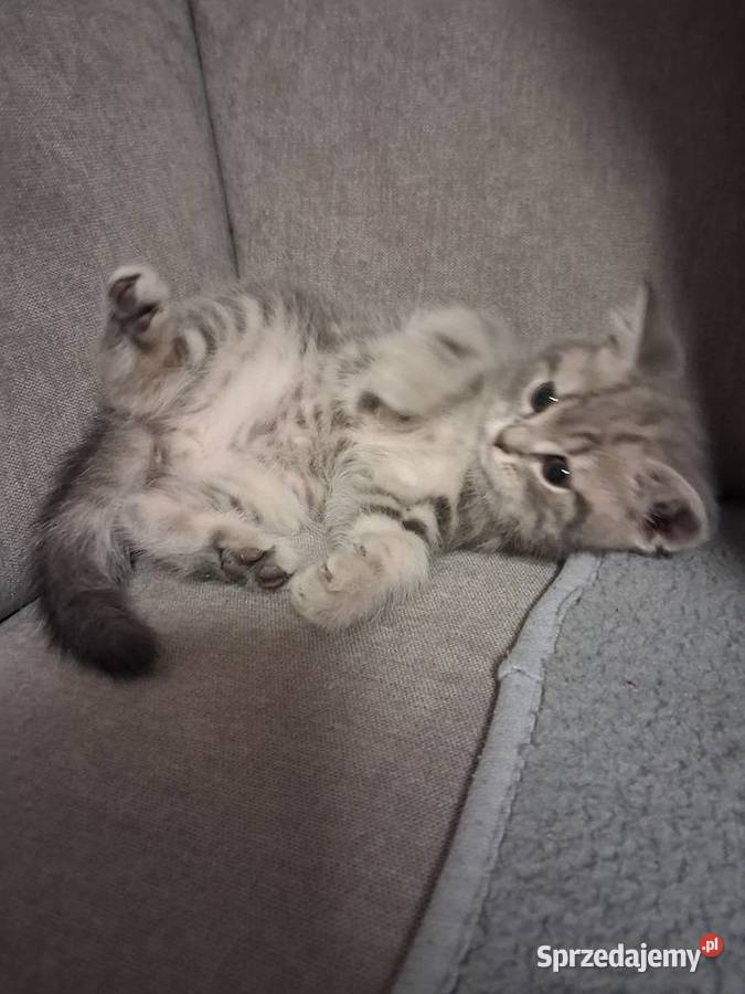Kotki brytyjskie krótko wlose sprzedam