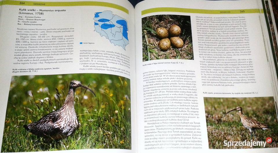 Ptaki Polski Tom I Andrzej G Kruszewicz Książki i Podręczniki lubelskie