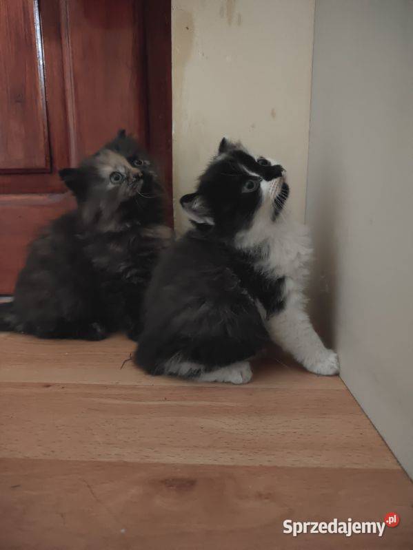 Maine Coon Polesie Mikułowskie sprzedam