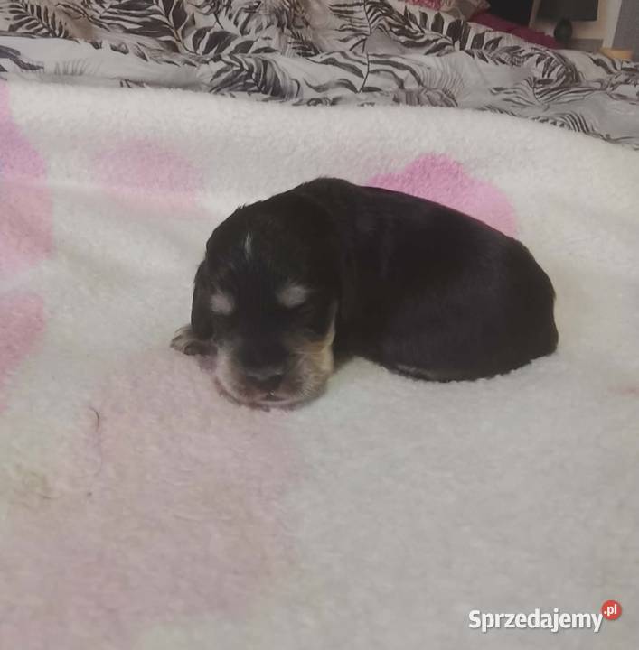 Cocker Spaniel Angielski Suczka Cocker Spaniel Jutrosin