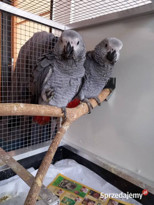 Zako ręcznie karmione