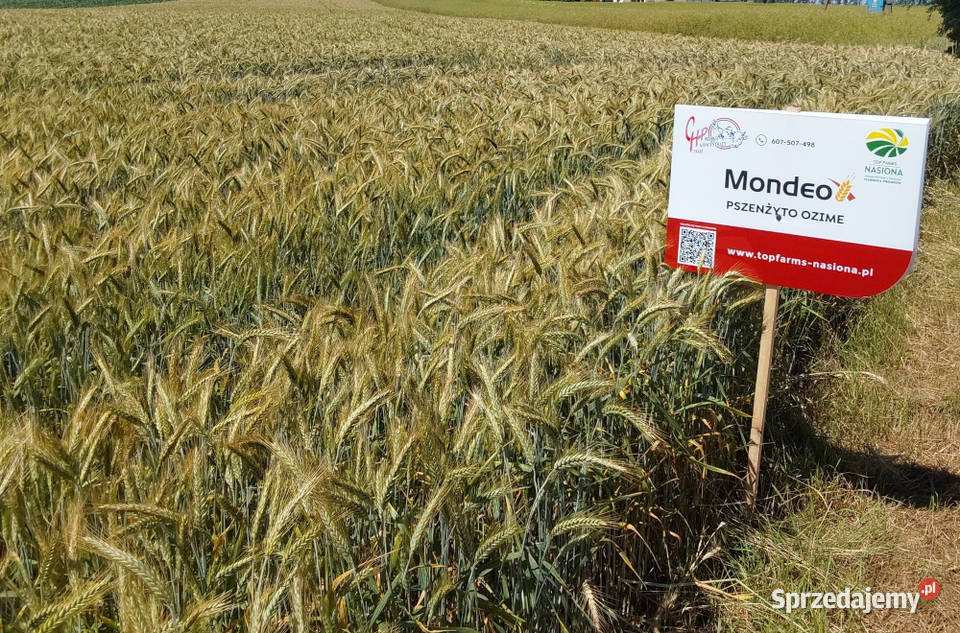 Pszenżyto ozime Mondeo materiał siewny Zboża sprzedam