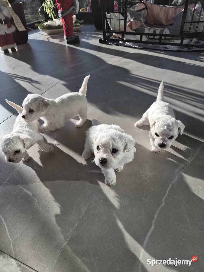 Szczeniaczki Bichon Frise Poznań
