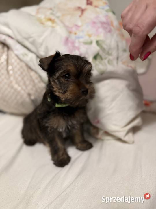 Piękne Yorki z rodowodem wychuchane wypieszczone Wysokie