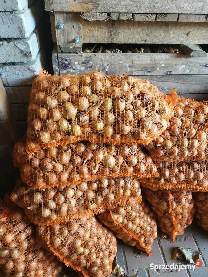 Cebula drobna na wysadke Cieszkowy