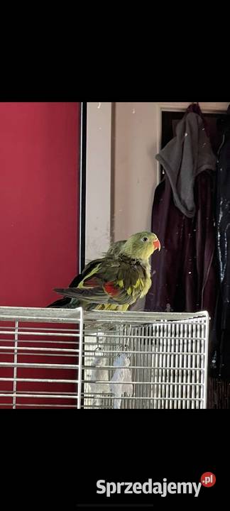 Księżniczka słoneczna papuga górska Berga Lublin