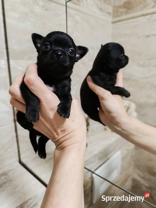 Chihuahua czarny Warszawa