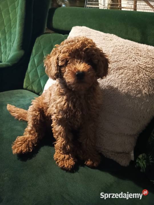 Pudel miniaturowy piesek wielkopolskie Pamiątkowo