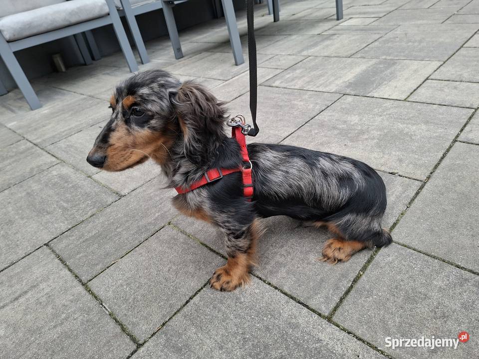 Jamnik długowłosy merle piesek mazowieckie Żyrardów