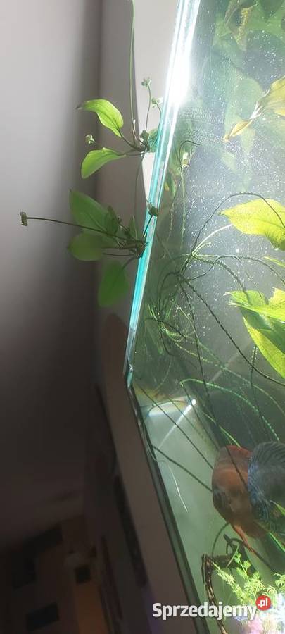 Roślina akwariowa Mińsk Mazowiecki