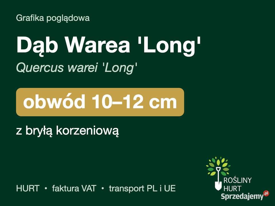 Dąb Warea Long Quercus warei obwód 1012 z bryłą sprzedam