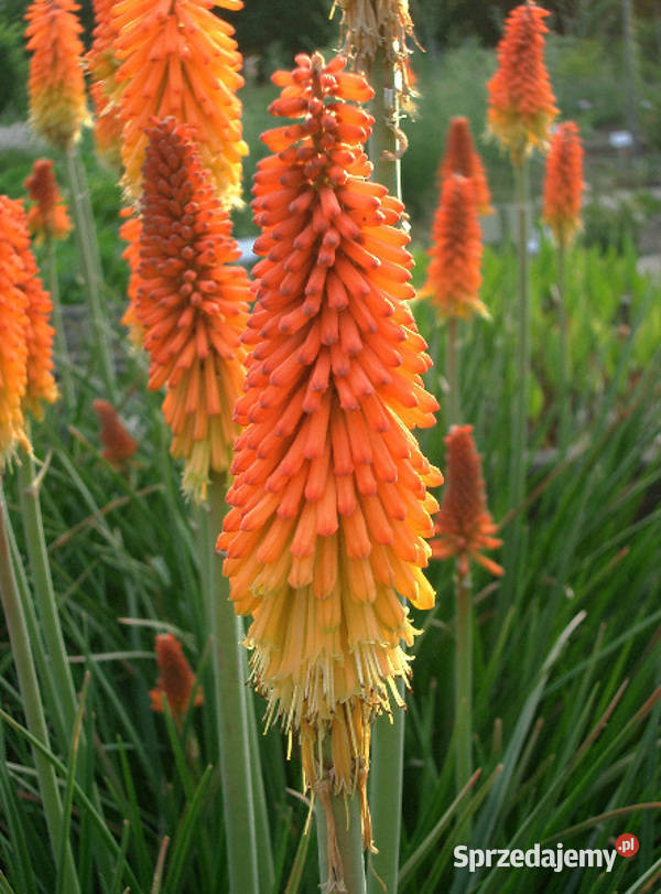 TRYTOMA Grandiflora Mixture sadzonki w Ustronie