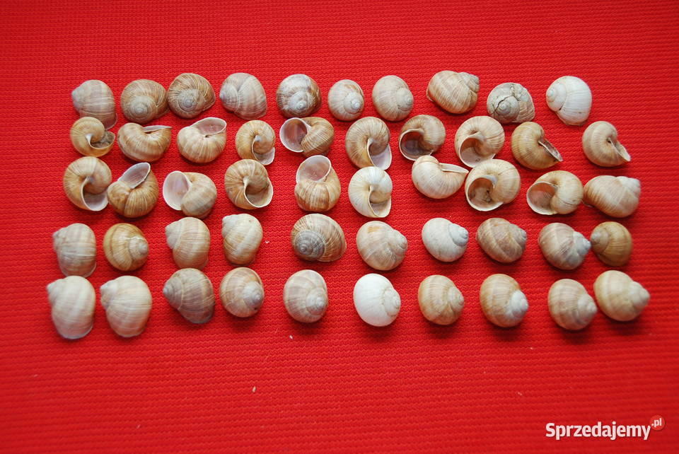 Muszle winniczka muszla 50 sztuk Naturalna Warszawa