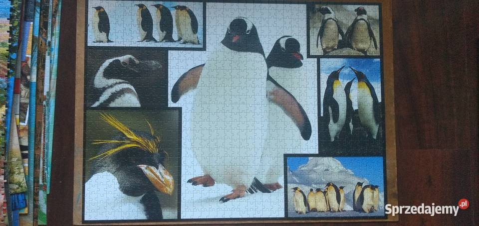 Puzzle ułożone 1000 pingwiny Piekary Śląskie