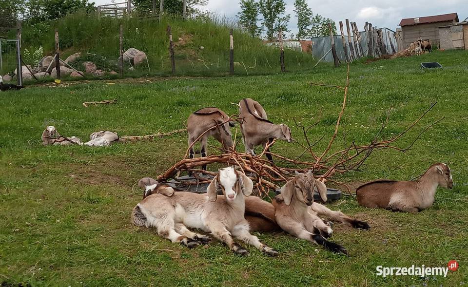 Koza mleczna z dwójką koźląt koźle warmińsko-mazurskie Giżycko sprzedam