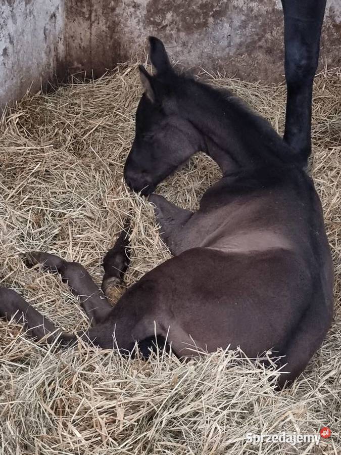 Kary ogier na sprzedaż Rokutów