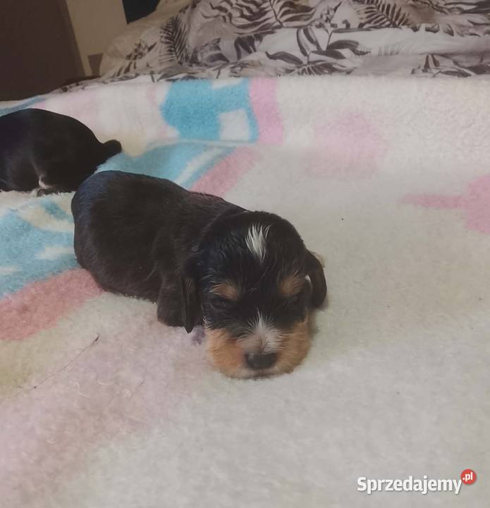 Cocker Spaniel Angielski Suczka Jutrosin